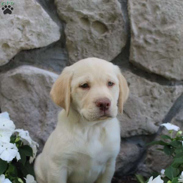 Sophie, Yellow Labrador Retriever Puppy