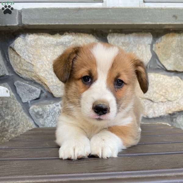 Bear, Pembroke Welsh Corgi Puppy