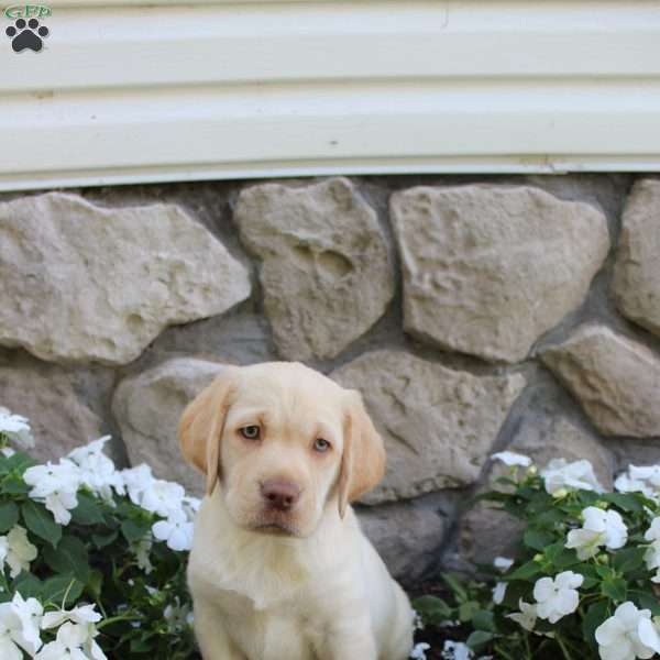 Mia, Yellow Labrador Retriever Puppy