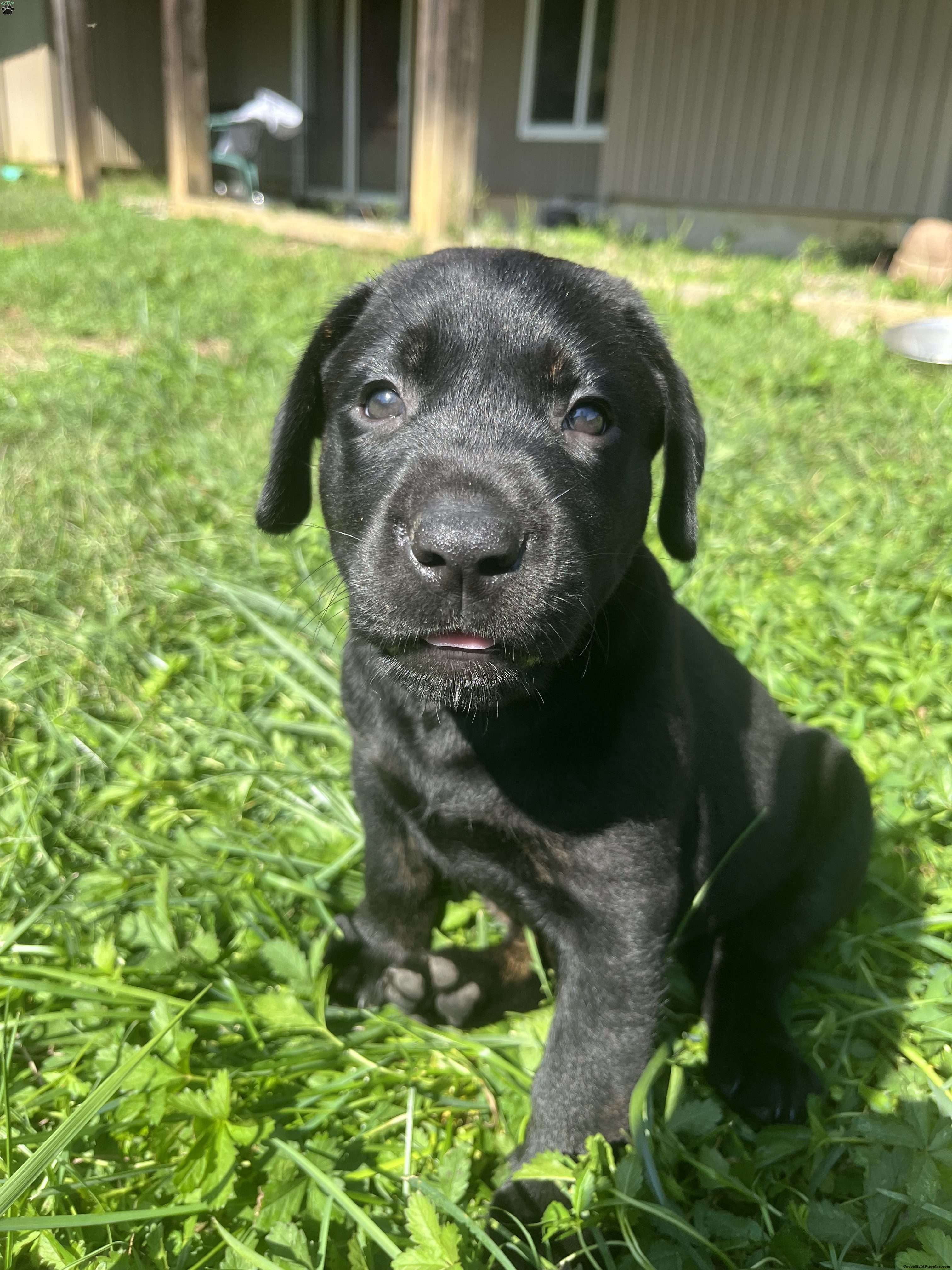 Diesel - Black Labrador Retriever Puppy For Sale in Pennsylvania
