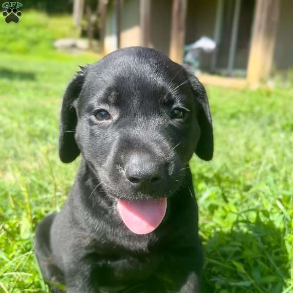 Mac, Black Labrador Retriever Puppy