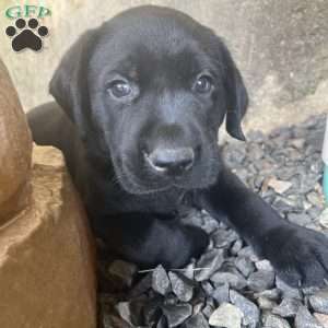 Lily, Black Labrador Retriever Puppy