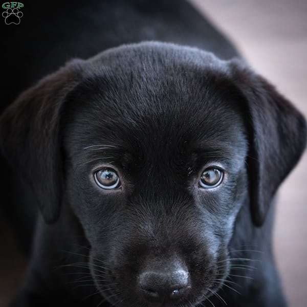 Lily, Black Labrador Retriever Puppy