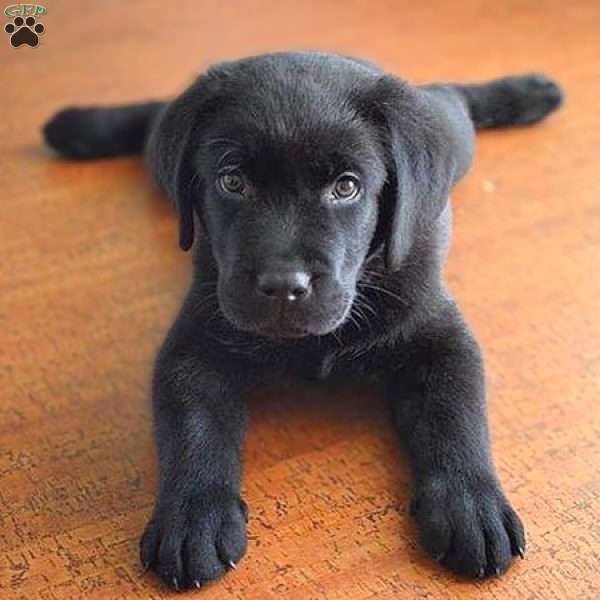 Diesel, Black Labrador Retriever Puppy
