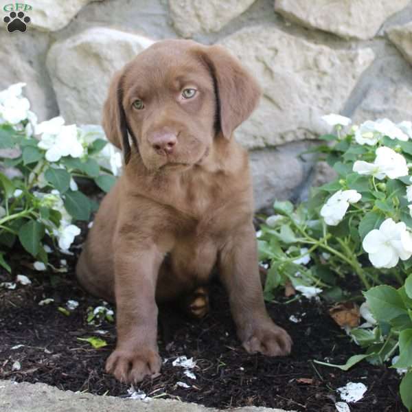 Coco, Yellow Labrador Retriever Puppy