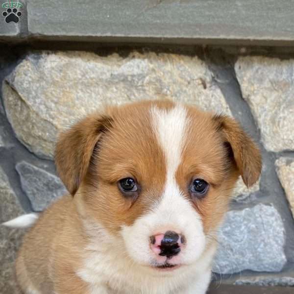 Bruno, Pembroke Welsh Corgi Puppy