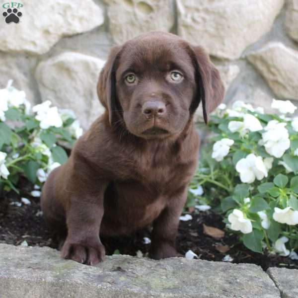 Nova, Yellow Labrador Retriever Puppy