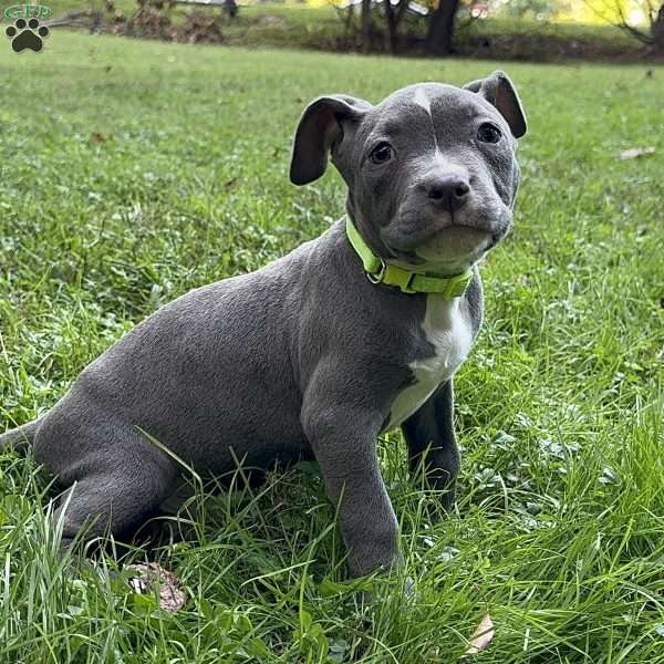 Iron Bibi, American Bully Puppy