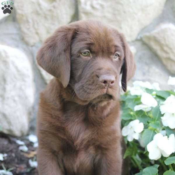 Max, Yellow Labrador Retriever Puppy
