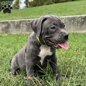 Glorilla, American Bully Puppy