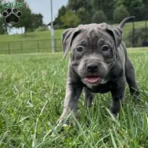 Glorilla, American Bully Puppy