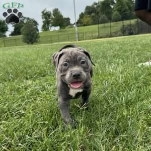 Glorilla, American Bully Puppy