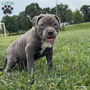Glorilla, American Bully Puppy