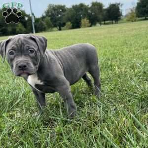 Glorilla, American Bully Puppy