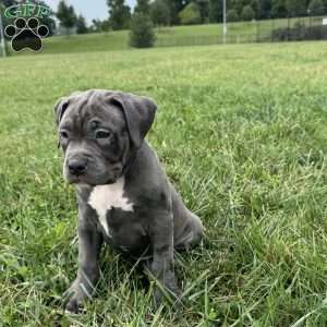 Glorilla, American Bully Puppy