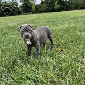 Glorilla, American Bully Puppy