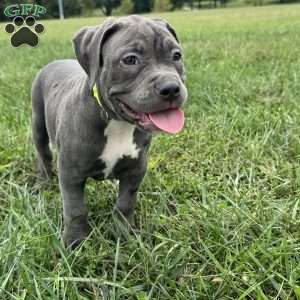 Glorilla, American Bully Puppy