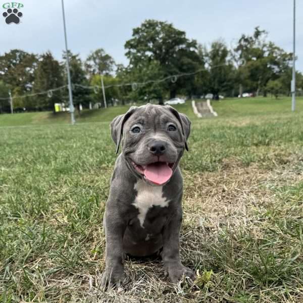 Glorilla, American Bully Puppy