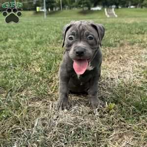 Glorilla, American Bully Puppy