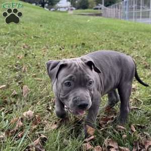 Linus, American Bully Puppy