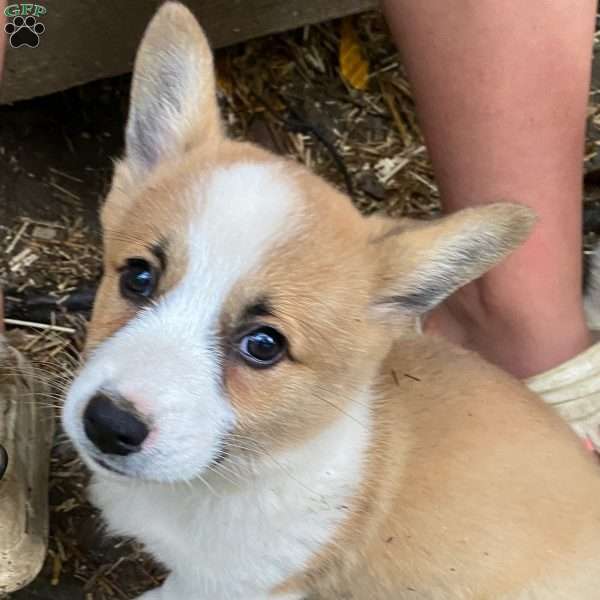 Frankie, Pembroke Welsh Corgi Puppy