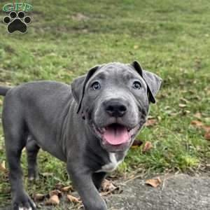 Linus, American Bully Puppy