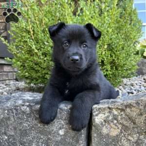 Koda, German Shepherd Puppy