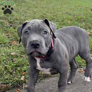 Linus, American Bully Puppy