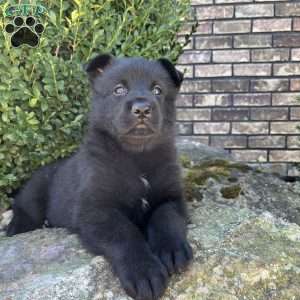 Koda, German Shepherd Puppy