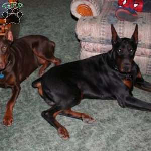 Stella, Doberman Pinscher Puppy