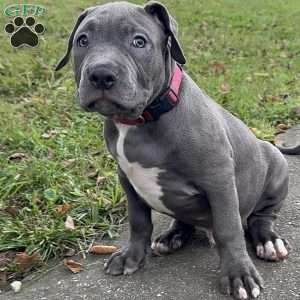 Linus, American Bully Puppy