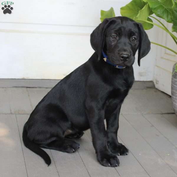 Bella, Black Labrador Retriever Puppy