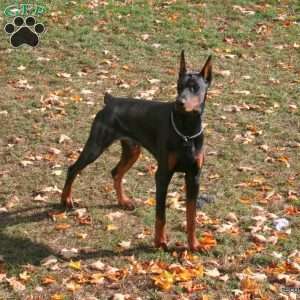 Stella, Doberman Pinscher Puppy
