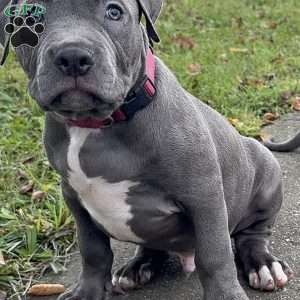 Linus, American Bully Puppy