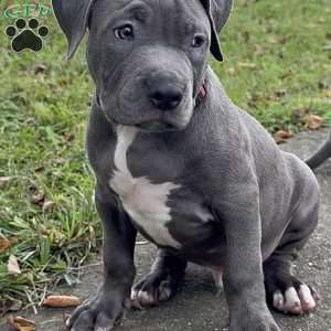 Linus, American Bully Puppy