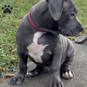 Linus, American Bully Puppy