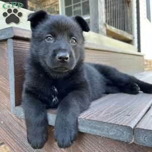 Koda, German Shepherd Puppy