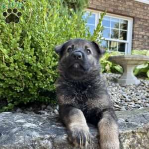 Vinnie, German Shepherd Puppy
