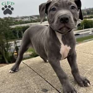 Linus, American Bully Puppy