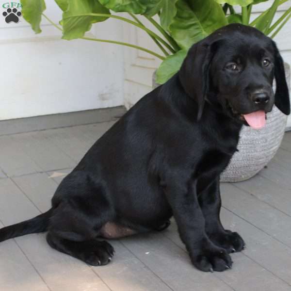 Belle, Black Labrador Retriever Puppy