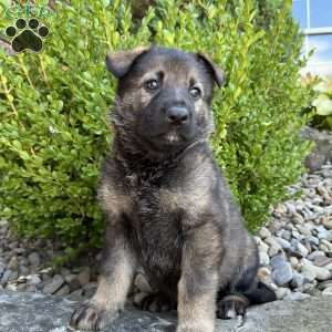 Vinnie, German Shepherd Puppy