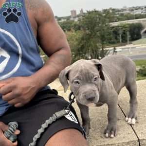 Linus, American Bully Puppy