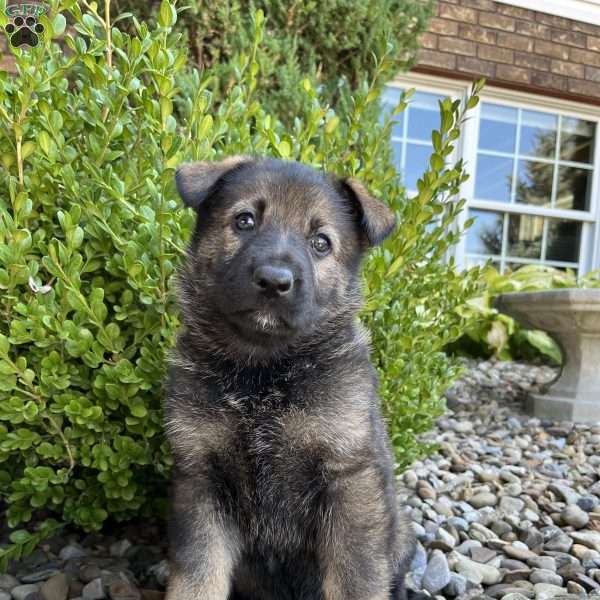 Vinnie, German Shepherd Puppy