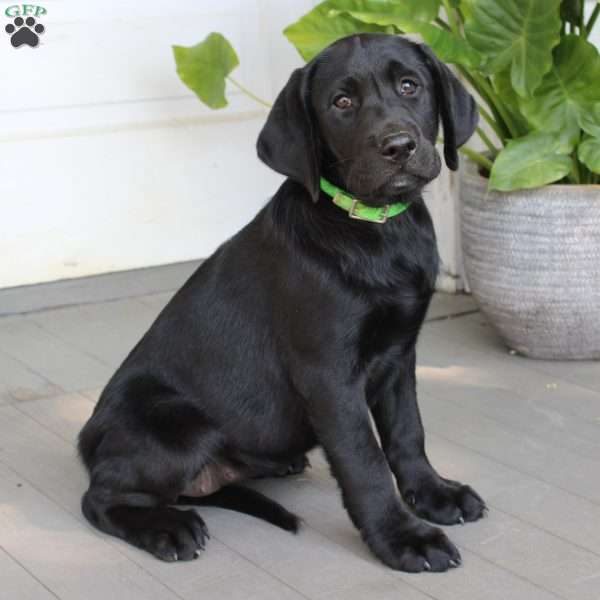 Becca, Black Labrador Retriever Puppy