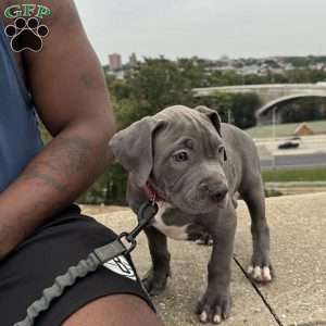 Linus, American Bully Puppy