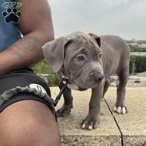 Linus, American Bully Puppy