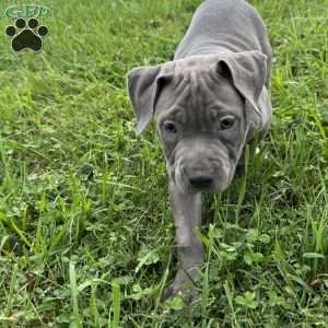 Linus, American Bully Puppy