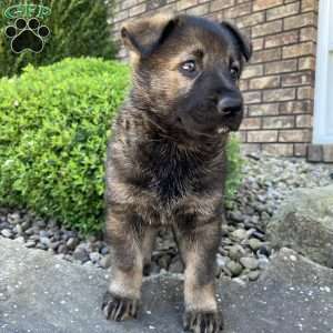 Vinnie, German Shepherd Puppy