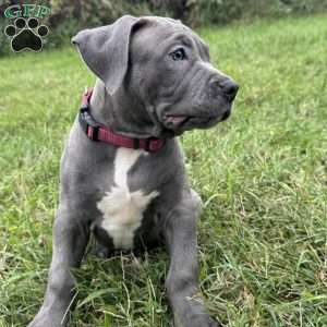 Linus, American Bully Puppy