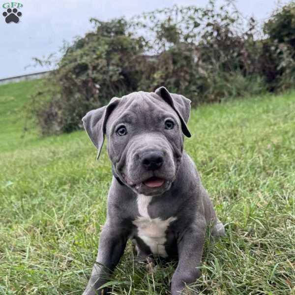 Linus, American Bully Puppy
